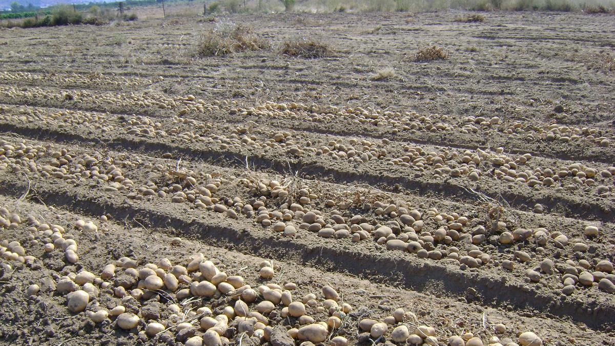 Cosecha de patata en A Limia.