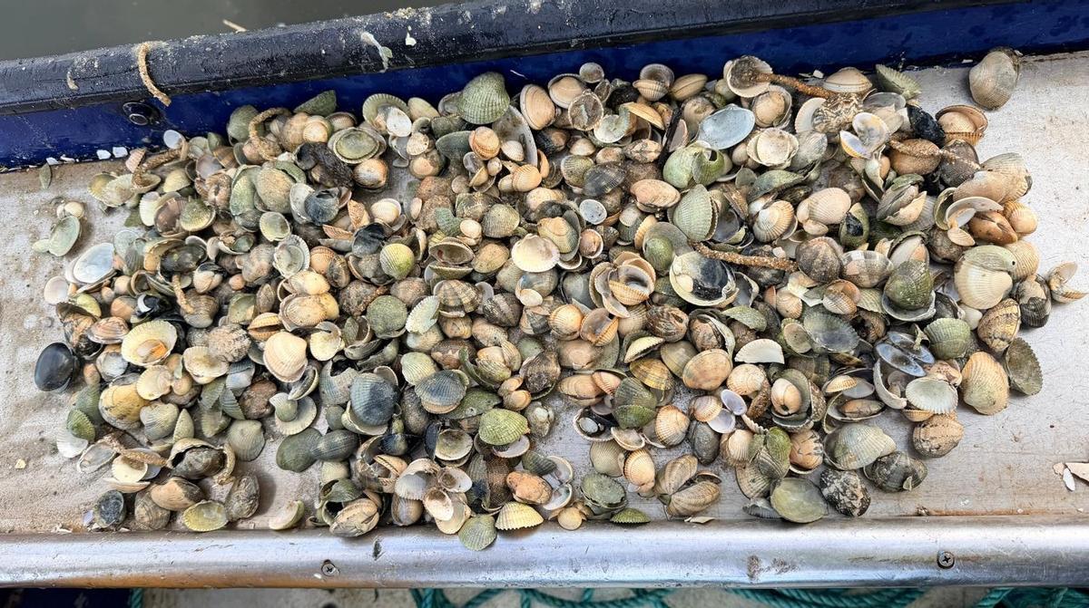 Los muestreos constatan mortandades masivas en la ría de Muros-Noia.