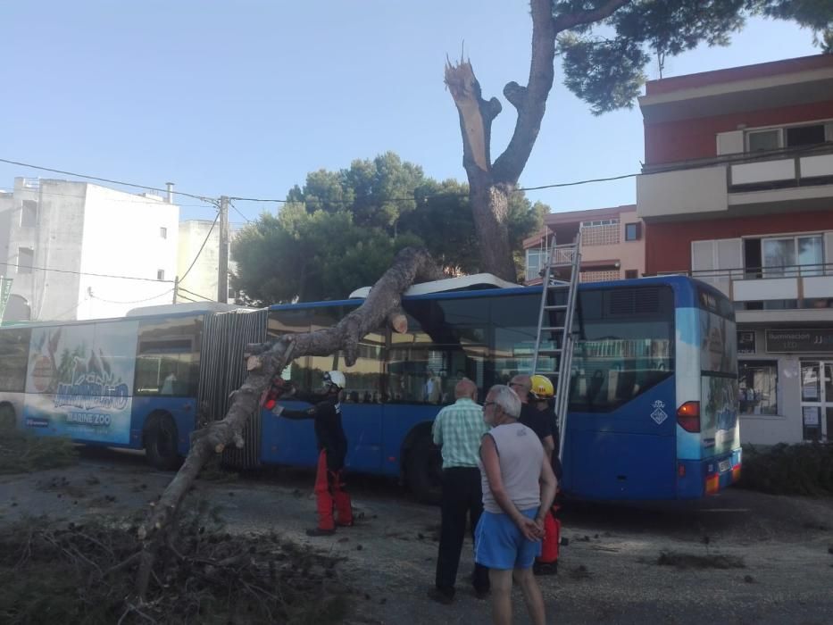 Cae una gran rama de un pino sobre un autobús en el Camí de Can Pastilla