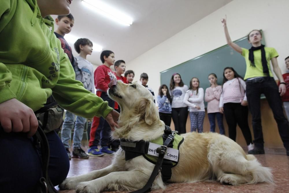 Perros en el CP Tremañes