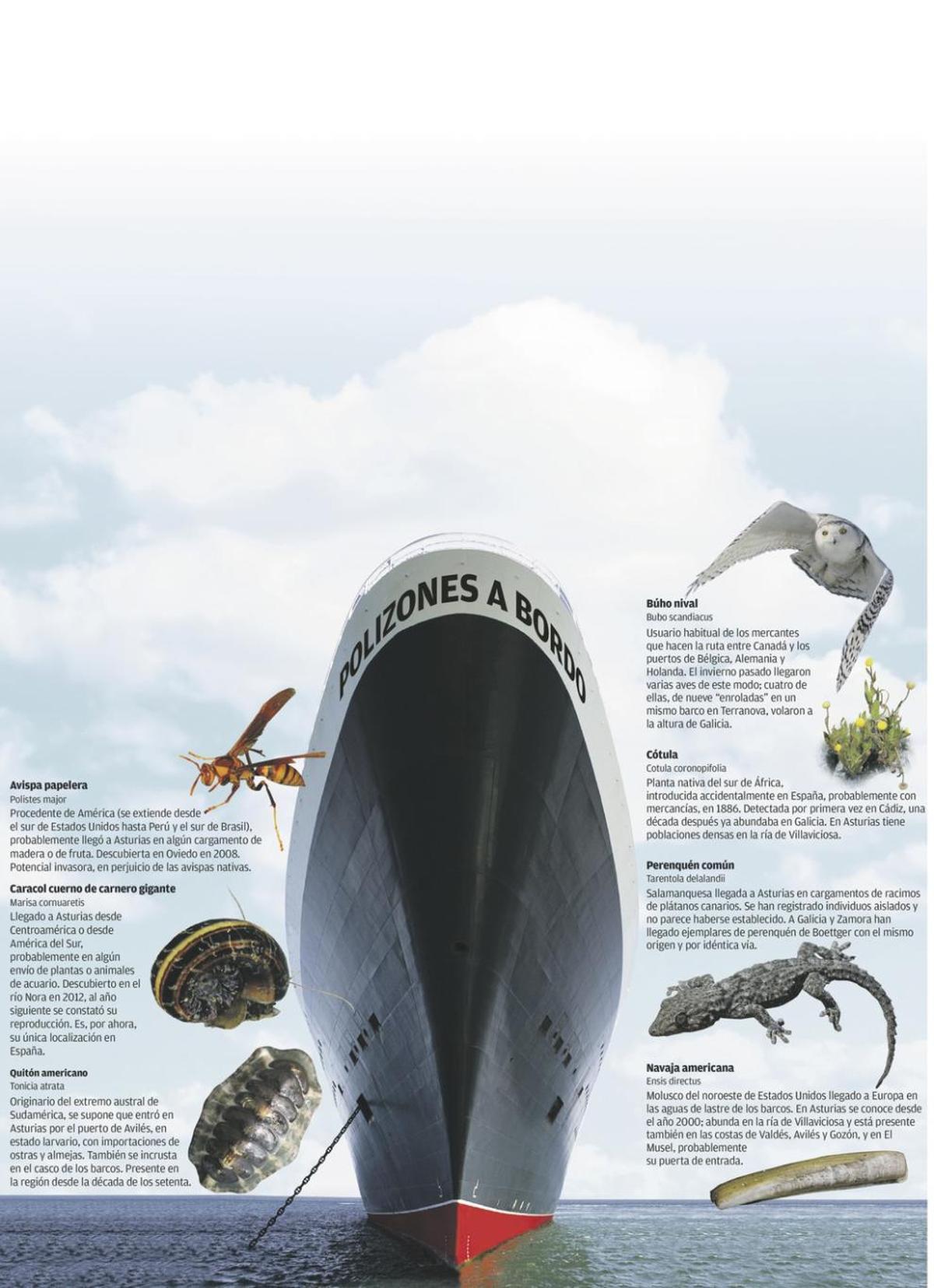 Polizones en el paraíso natural