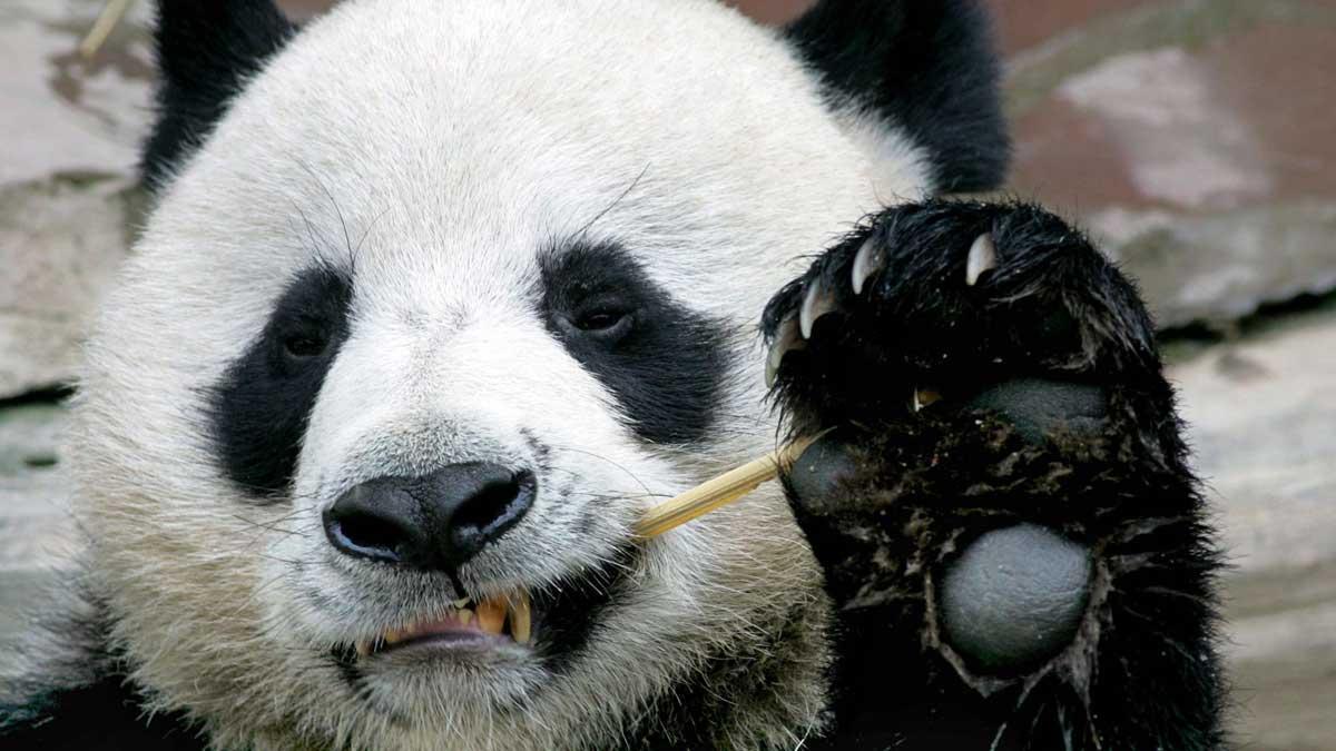 El oso panda embajador de China en Tailandia fallece a los 19 años