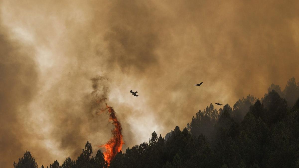 Una imagen de los incendios en Zamora.