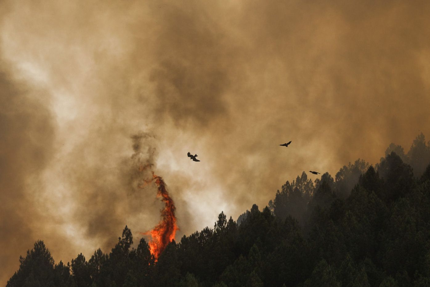 GALERÍA | El incendio en Figueruela avanza en Aliste