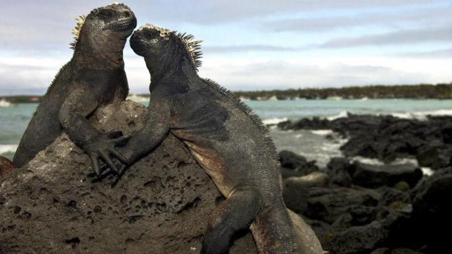 Una pareja de iguanas marinas cerca de Puerto Ayora en la isla Santa Cruz, del archipiélago de las islas Galápagos, situado a 1.000 kilómetros de las costas continentales de Ecuador.