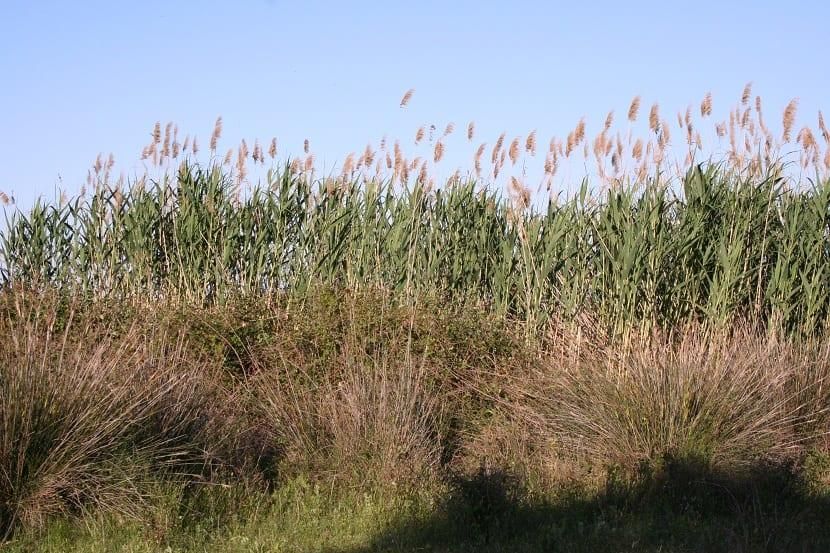 Arundo donax, o caña común.