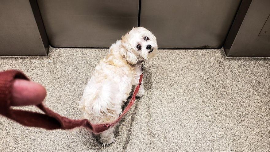 La Ley de Propiedad Horizontal lo aclara: puedes usar el ascensor con tu perro, excepto en estos casos