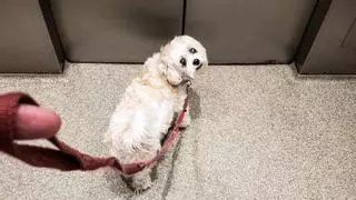 La Ley de Propiedad Horizontal lo aclara: puedes usar el ascensor con tu perro, excepto en estos casos