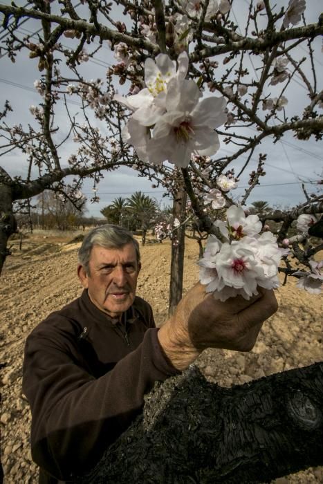 Los almendros comienzan la floración en Elche