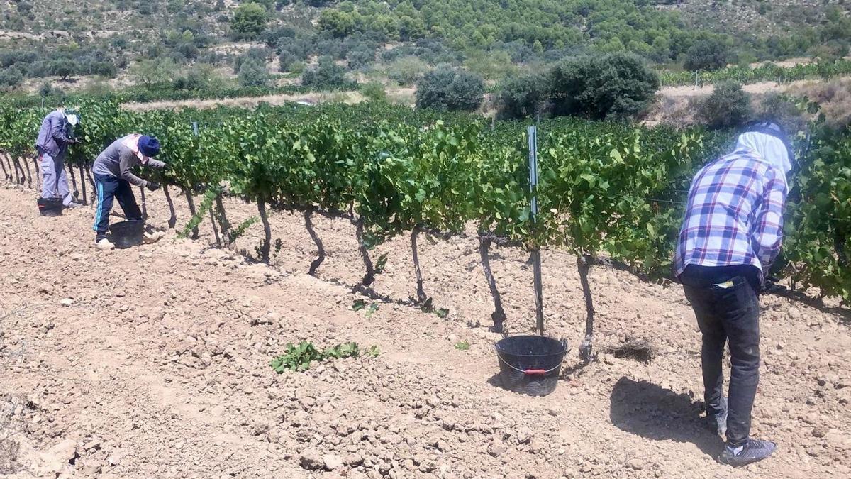 Recogida de las primeras uvas de la bodega el Batán de Salas, la pasada semana.