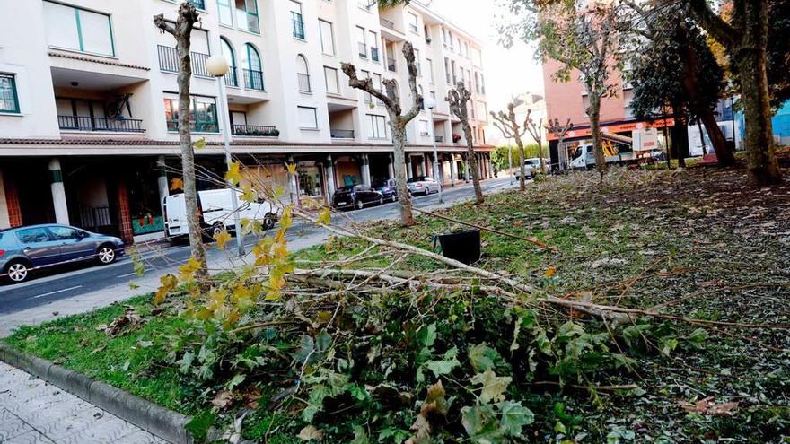 Restos de la poda de árboles en el parque Zapardel durante la mañana de ayer.