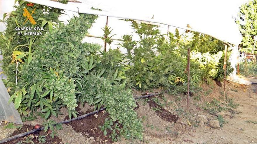 La Guardia Civil detiene a dos personas y desmantela un red de cultivo y venta de marihuana en La Coronada