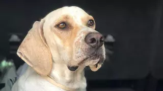 La desesperación de Carmen por encontrar a Draco en Mérida: es un perro muy "dócil y cariñoso"