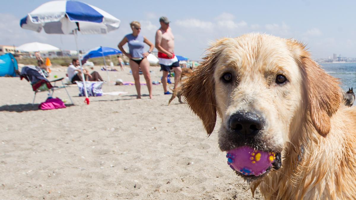 Playas para perros en la provincia de Alicante