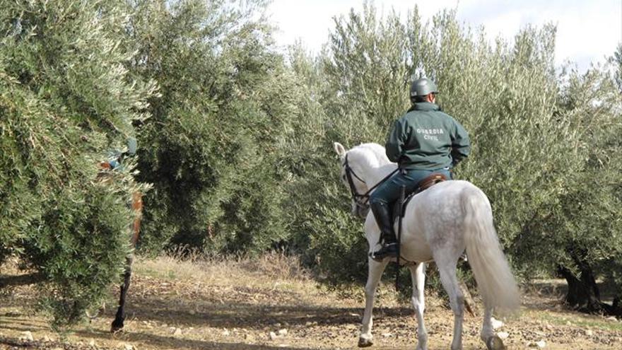 Un escuadrón de caballería de la Guardia Civil ayuda a evitar el robo de aceitunas