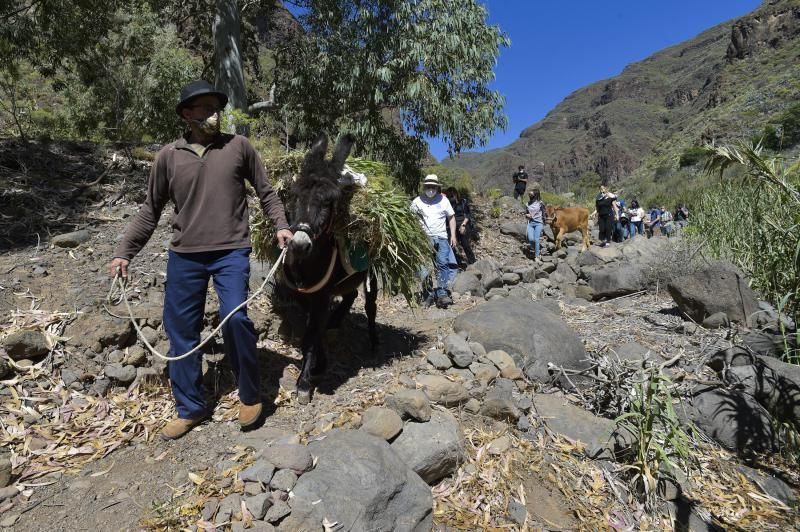 Inauguración del camino de las bestias en Ingenio