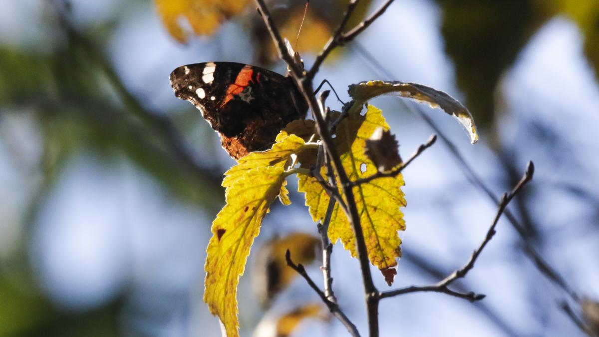 La mariposa