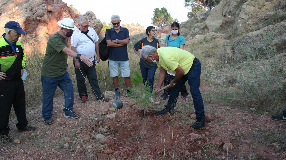 Plantación de un pino en Los Pilones durante la celebración de la travesía nocturna.