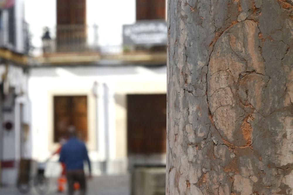 Los habitantes de la Mezquita Catedral del mioceno