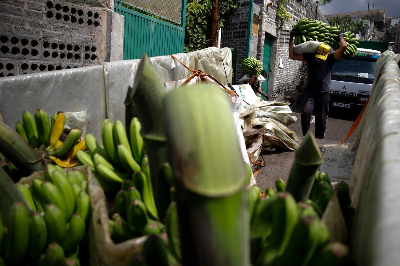 Agricultores recogen los plátanos de sus fincas llenas de ceniza del volcán en erupción en La Palma