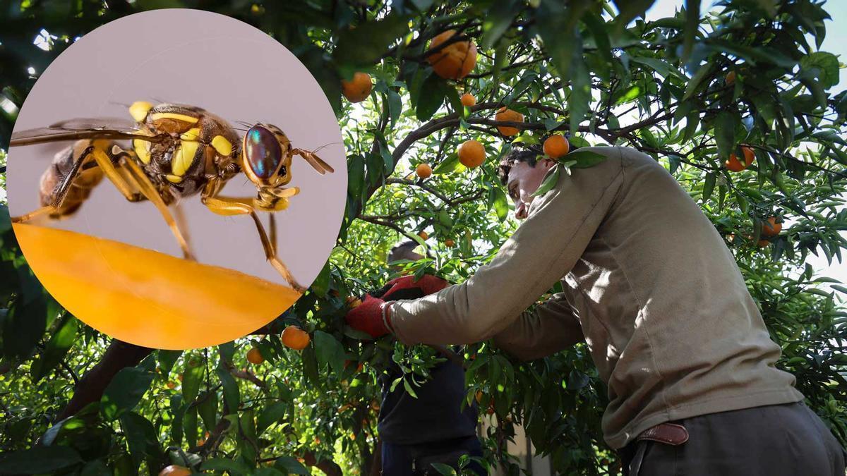 La plaga de la mosca oriental de la fruta, detectada en Cantabria, pone en jaque al sector citrícola.