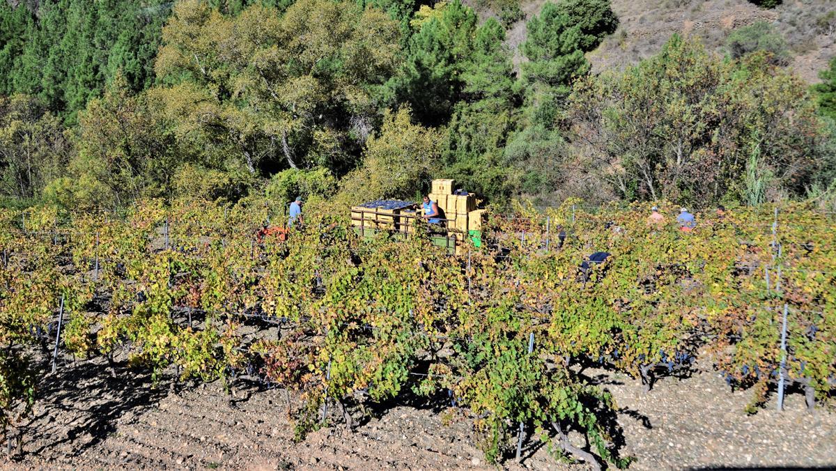 Collita a les vinyes de la Denominació dOrigen del Priorat.