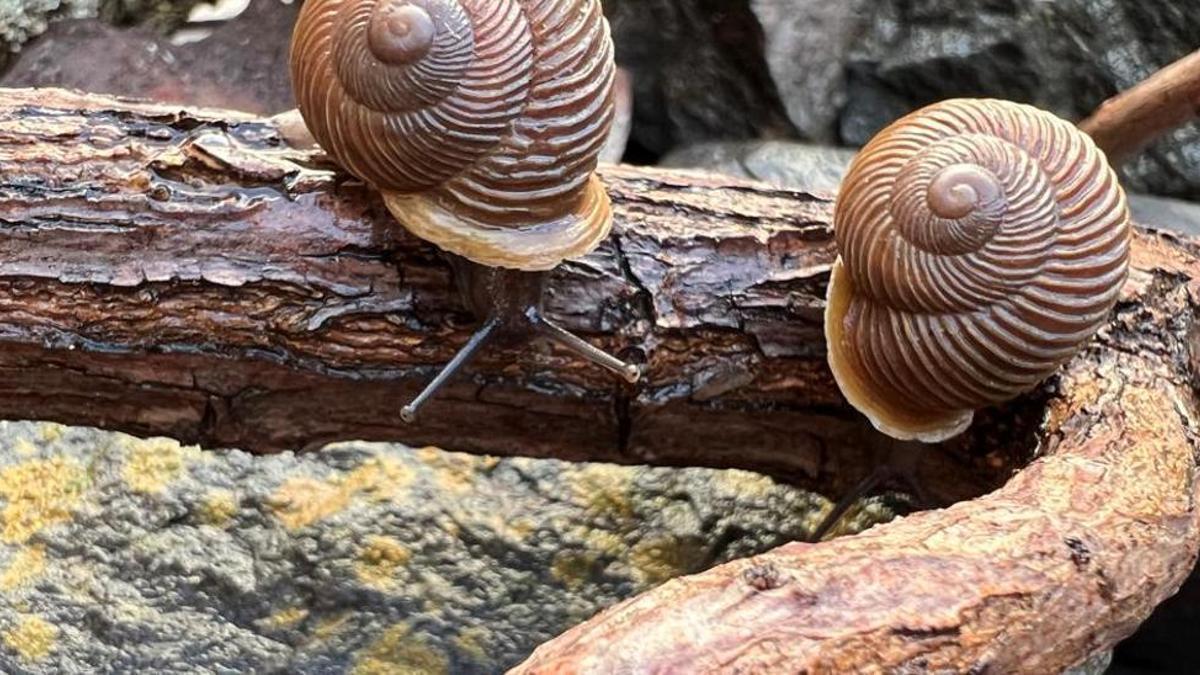 Dos especies de chuchanga corrugada, un caracol de Candelaria (Tenerife) catalogado como en peligro crítico.