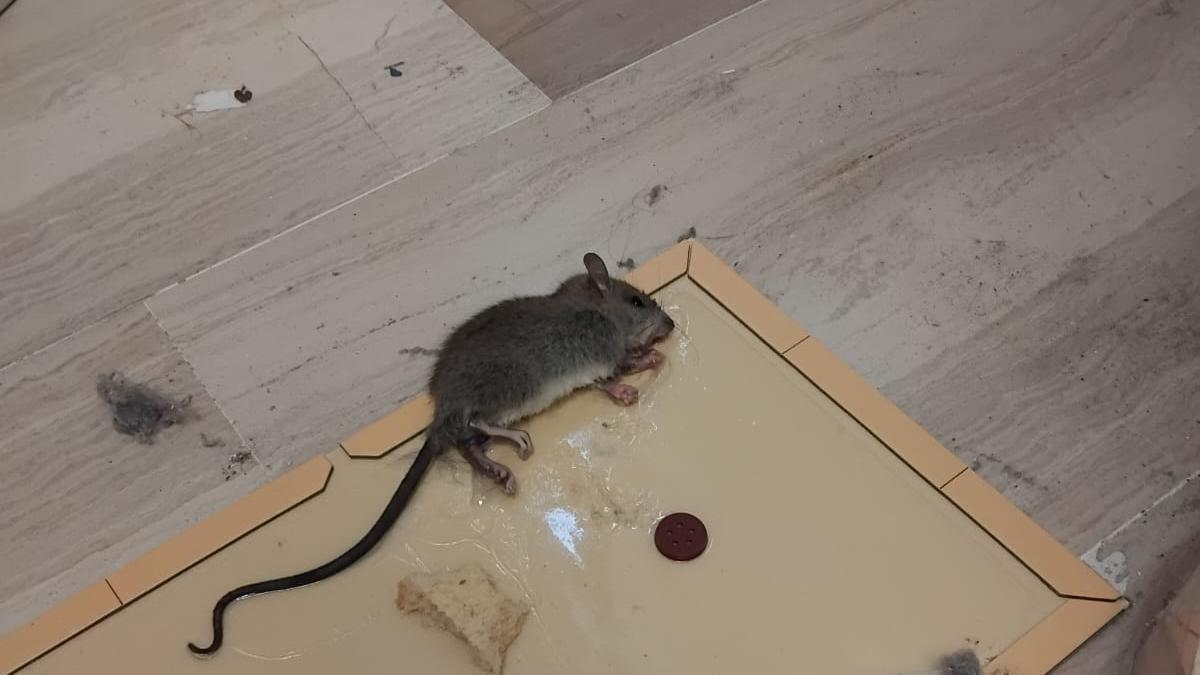 La rata que pudo ser cazada en la Fiscalía de Menores de Alicante.