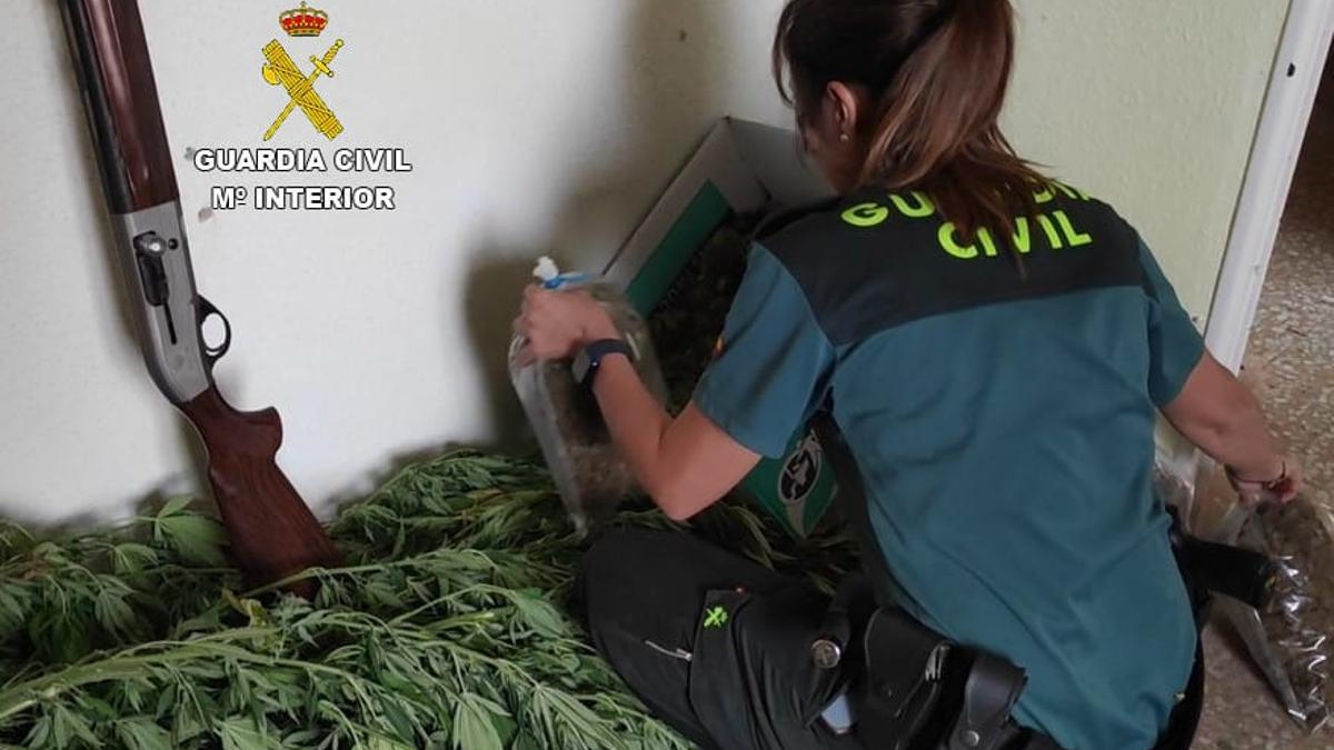 Operación de la Guardia Civil en la incautación del cannabis.