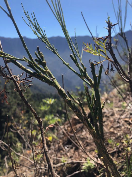 Especies vegetales en la Caldera de Taburiente