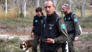 Agents Rurals junto con sus agentes caninos para buscar cadáveres de jabalís