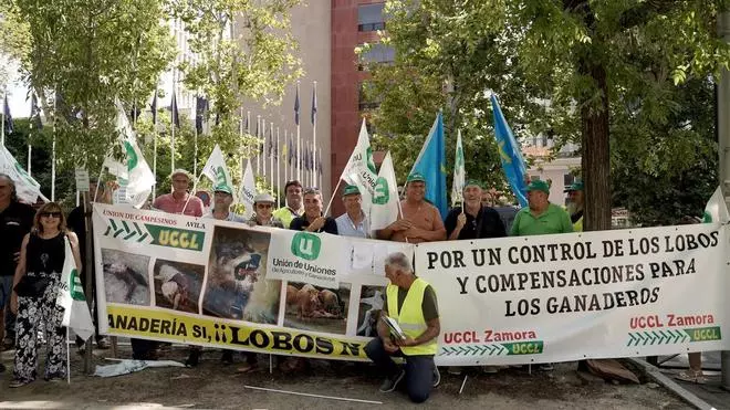 Los ganaderos amenazan con nuevas tractoradas si la UE no protege a sus rebaños del lobo