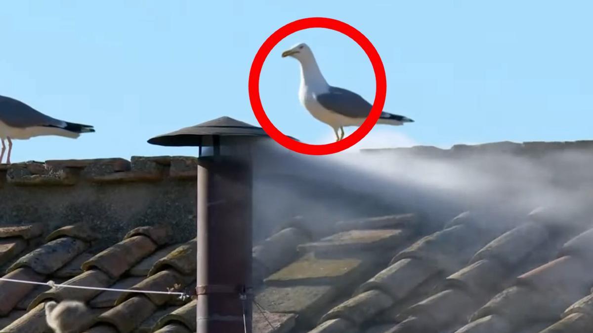 Las gaviotas de San Pedro: protagonistas del Cónclave hasta en la fumata blanca