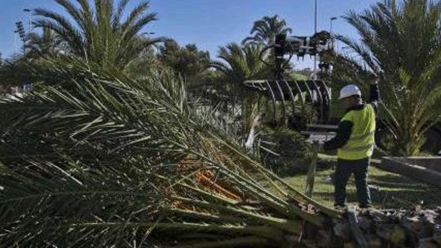 Talan en Elche unas 33.000 palmeras con picudo en los primeros ocho meses del año