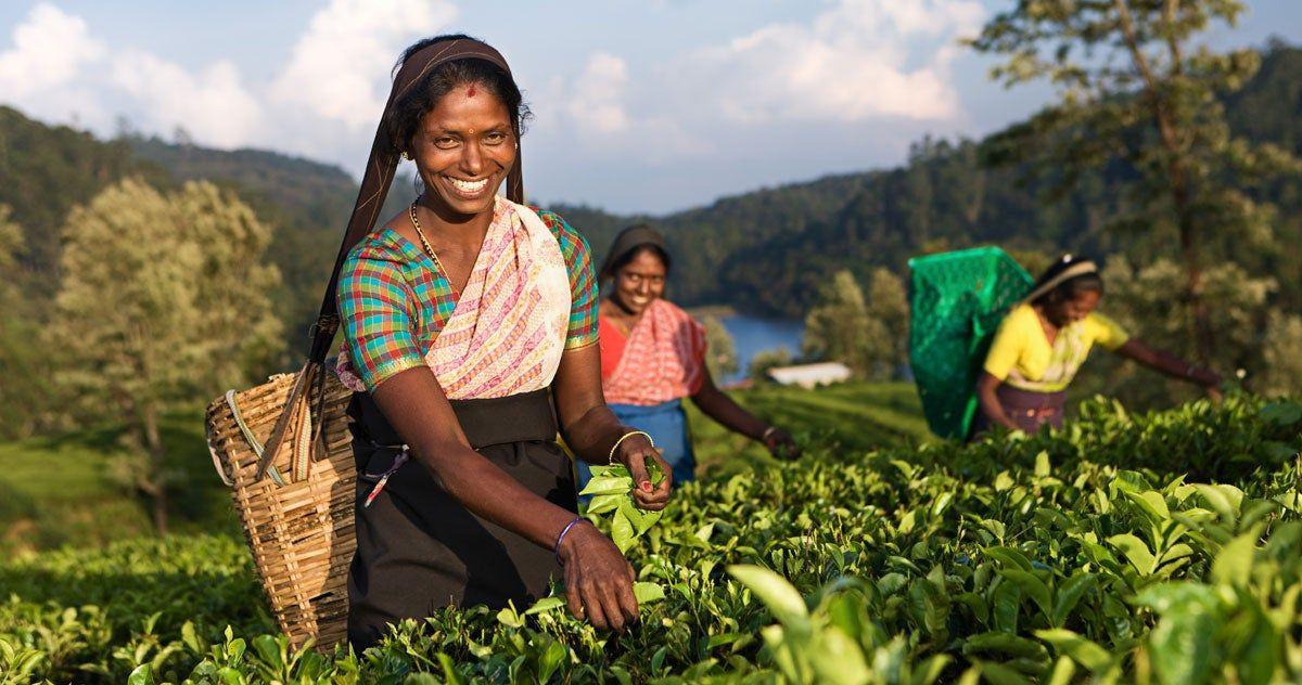 Mujeres recogiendo té en las plantaciones de Nuwara Eliya en Sri Lanka