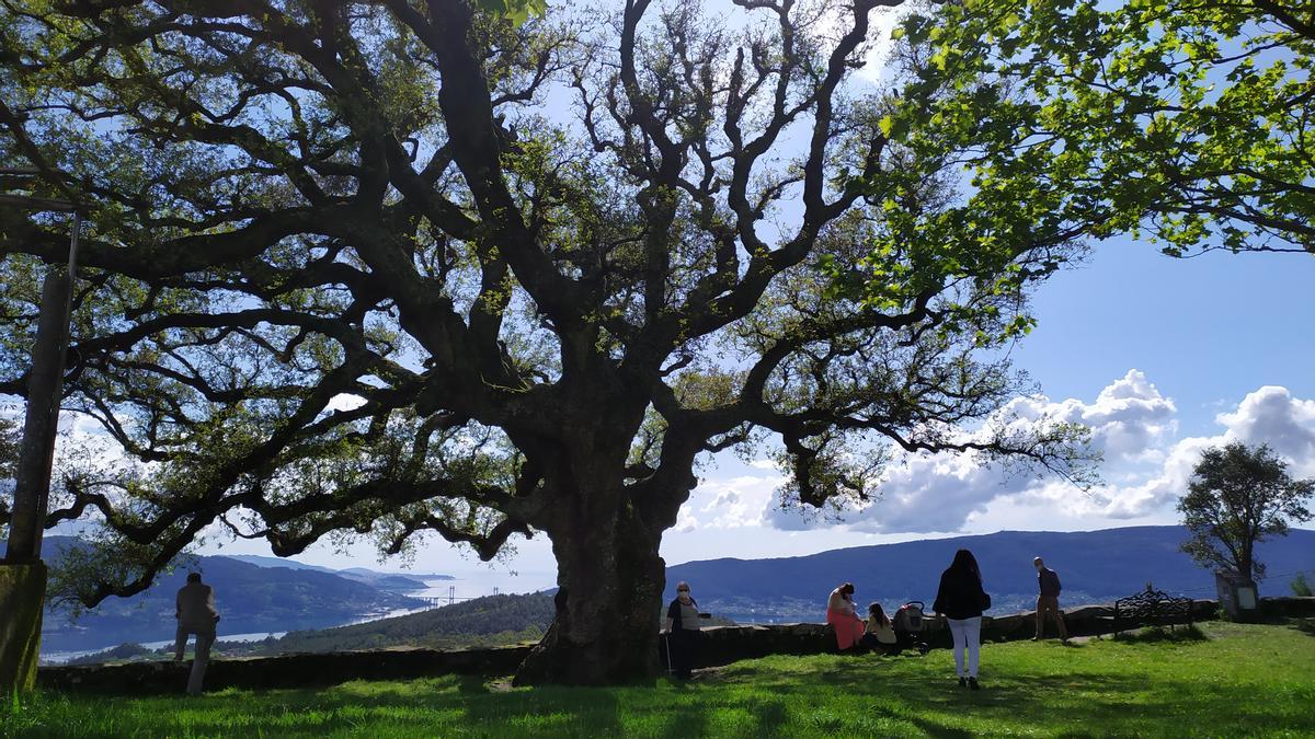 La &quot;sobreira&quot; de A Peneda, en la cima del monte desde el que se fisfrutan espectaculares vistas a la ría. / Antonio Pinacho