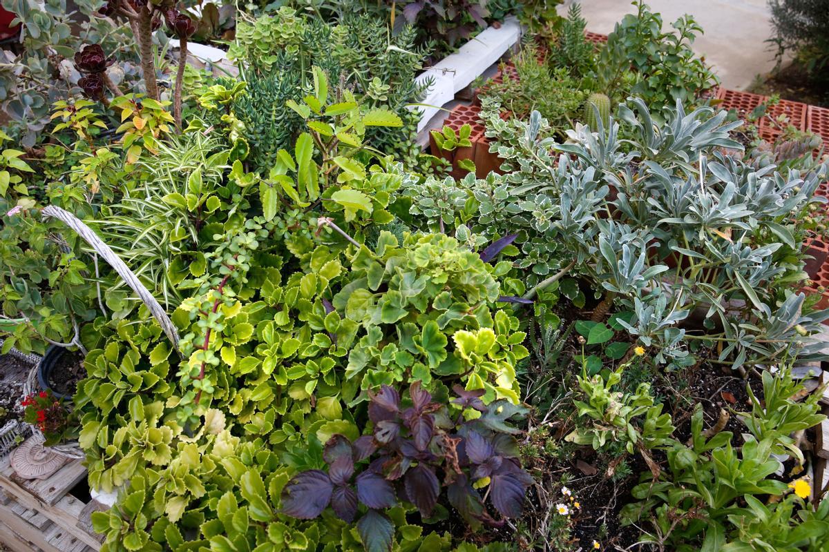 Espai Nur, pequeño jardin en el cruce de Calàbria con Consell de Cent, gestionado por los vecinos