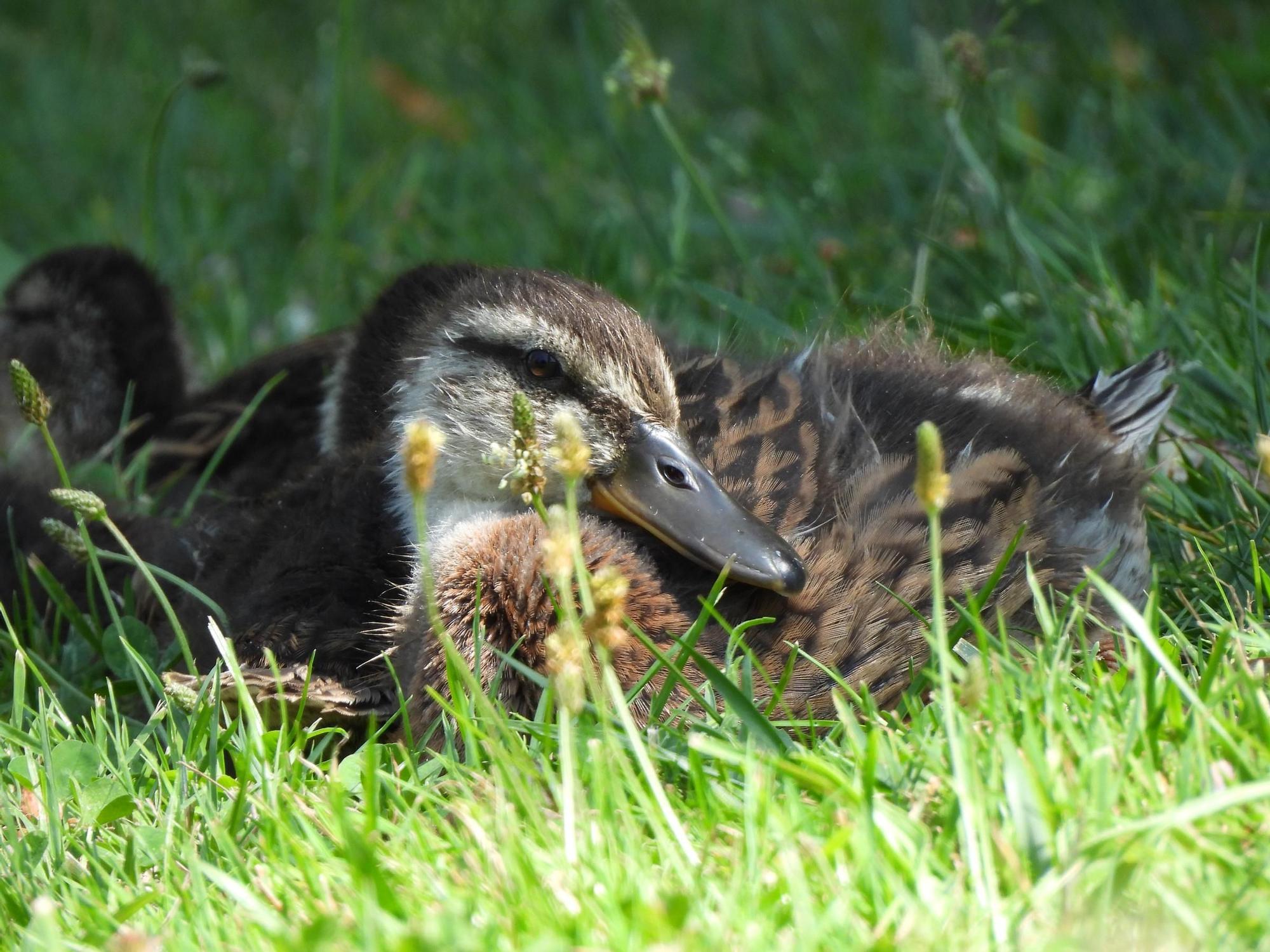 La Pateira recibe su nombre por la gran cantidad de patos que habitan en el enclave