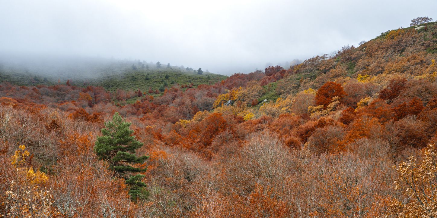 El entorno del hayedo de La Pedrosa