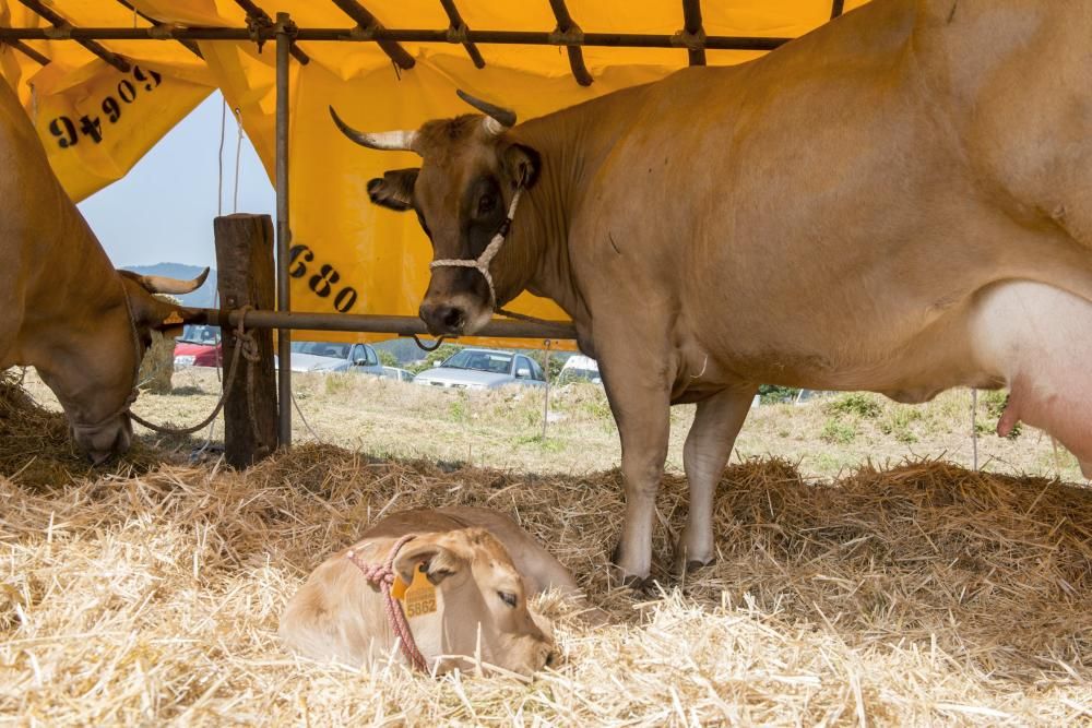 Feria de ganado en Santullano