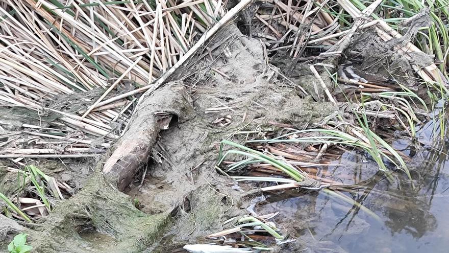 Un vertido de lodos contamina el río Magro en Requena