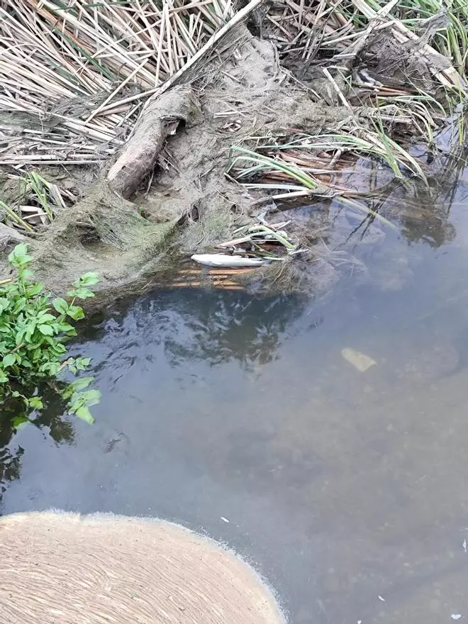 Un vertido de lodos contamina el río Magro en Requena