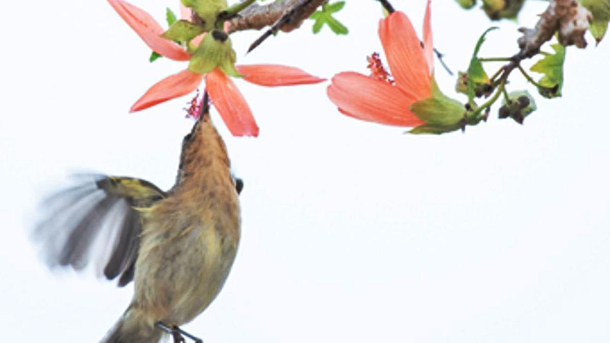 Una higuereta visitada por un mosquitero canario.  (L)  | JOSÉ JUAN HERNÁNDEZ.