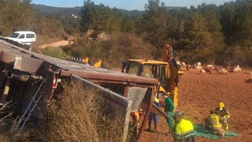 El vehicle bolcat amb els porcs en un camp de la zona