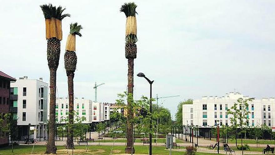 Las tres palmeras trasplantadas, ayer, en un parque de la zona residencial de El Lauredal.