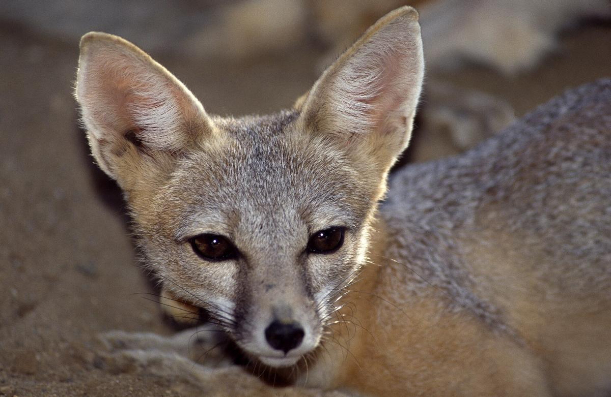 El pequeño zorro Kit Fox, también amenazado de extinción