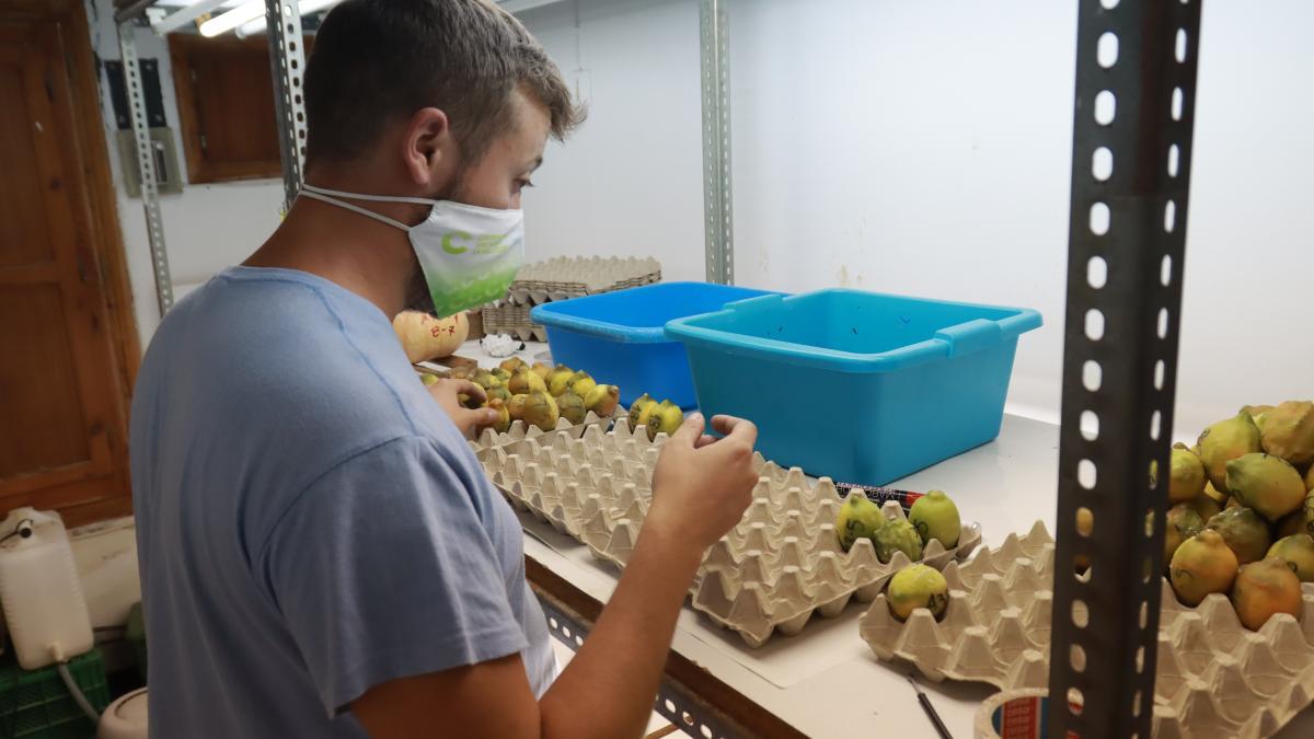 Uno de los técnicos que trabaja en el insectario de Almassora.