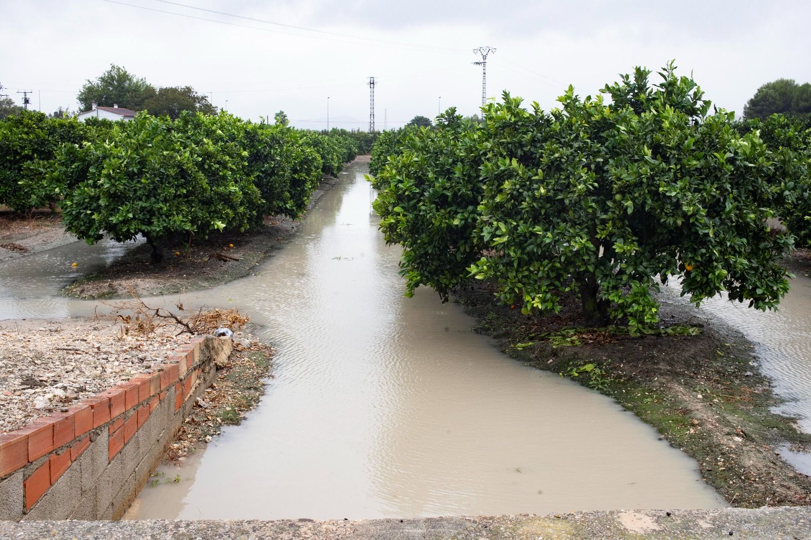 Campos de ctricos inundados en Sant Joanet