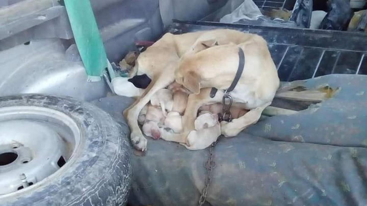 Imagen de la página de los denunciantes alertando de los hechos.