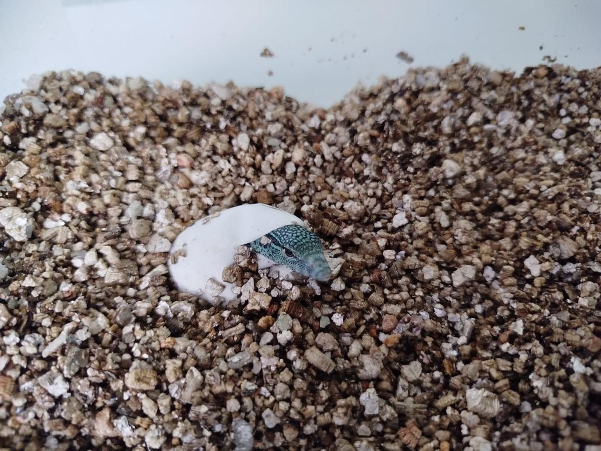 Cría eclosión huevo varano esmeralda 2025 Bioparc Fuengirola